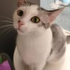 Süße Katze Alma