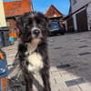 Unser lieber💙Robin💙sucht seine Menschen💙🐾💙