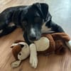 🐾 Fibs  ein Herz auf vier Pfoten sucht sein Glück! 🐾