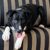 🐾 Fibs  ein Herz auf vier Pfoten sucht sein Glück! 🐾