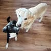 🐾 Fibs  ein Herz auf vier Pfoten sucht sein Glück! 🐾