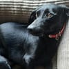 Fifi: kleiner Schatz auf Pflegestelle in 21256 Handeloh
