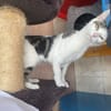 tinka