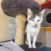 tinka