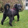 Hundekind sucht Bestplatz