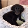 Hundekind sucht Bestplatz