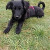 Hundekind sucht Bestplatz