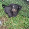 Hundekind sucht Bestplatz