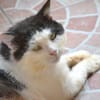 FIV-Kater Salvo hofft auf seine Menschen