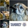 TAMBREY * rüstig, lustig, liebevoll
