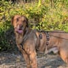 Menschenbezogener Ricky sucht Zuhause