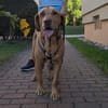 Menschenbezogener Ricky sucht Zuhause