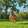 Menschenbezogener Ricky sucht Zuhause