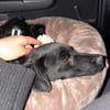 Monty sucht seinen Für-immer-Menschen!