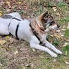 TOBY (*2023) auf PS in 93488 Schönthal