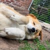 Besonderer Lucky sucht seine Familie