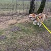 Besonderer Lucky sucht seine Familie
