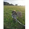 Kaiso - wartet in 57520 Friedewald