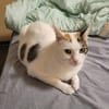 Hübsche FIV positive Fleki sucht liebevolle Familie