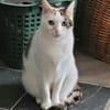 Hübsche FIV positive Fleki sucht liebevolle Familie
