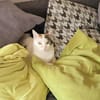 Hübsche FIV positive Fleki sucht liebevolle Familie