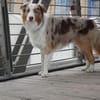 Cookie sucht aktives Zuhause