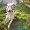 Cookie sucht aktives Zuhause