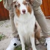 Cookie sucht aktives Zuhause