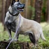 Fröhliche Juta sucht ihr Zuhause