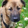 Sanfter Genaro🌺 sucht liebevolle Hundefreunde