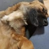 Sanfter Genaro🌺 sucht liebevolle Hundefreunde