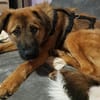 Sanfter Genaro🌺 sucht liebevolle Hundefreunde