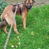 Sanfter Genaro🌺 sucht liebevolle Hundefreunde