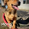 Moyo  ein kleiner strahlender Sonnenschein