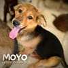 Moyo  ein kleiner strahlender Sonnenschein