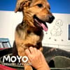 Moyo  ein kleiner strahlender Sonnenschein