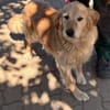 Kolbasz ( Maya),super liebe Golden Retriever Hündin