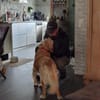 Kolbasz ( Maya),super liebe Golden Retriever Hündin