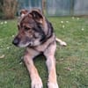 Lobo, sanfter Riese sucht Einzelplatz