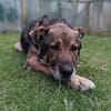 Lobo, sanfter Riese sucht Einzelplatz