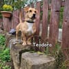 Teodora