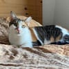 Verschmuste Katzendame Romy kann Katzen und Hunde