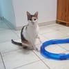 Verschmuste Katzendame Romy kann Katzen und Hunde