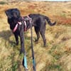 Zuhause gesucht für Kanya