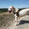 Dogo (réservé)