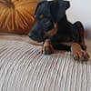 EDENA