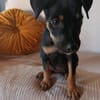EDENA