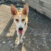 Menschenbezogene Hündin sucht ein Zuhause / Pflegestelle