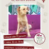 Donna sucht ein Zuhause / Pflegestelle