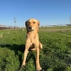 Donna sucht ein Zuhause / Pflegestelle